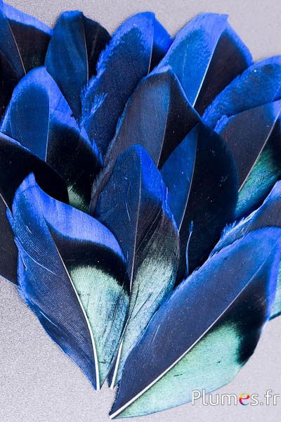 Pétales en plumes - 5-8 x 3-4 cm - bleu-noir